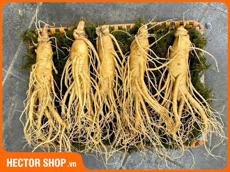 Củ nhân sâm Panax ginseng