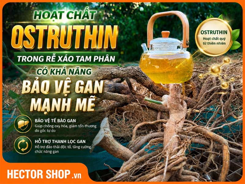 Ostruthin trong xáo tam phân giúp bảo vệ gan