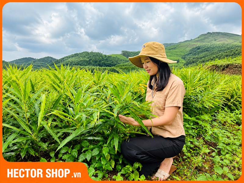 QNA Farm phát triển bền vững nông sản quê hương