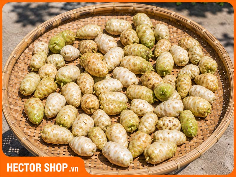 Quà nhàu cần được phơi thật ráo nước trước khi ngâm đường phèn