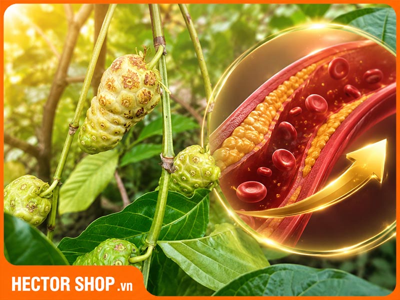 Quả nhàu hỗ trợ cải thiện chỉ số mỡ máu, nhưng không thay thế thuốc điều trị