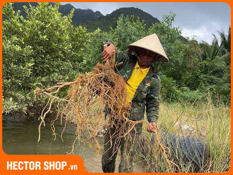 Rễ cây xáo tam phân vừa đào lên