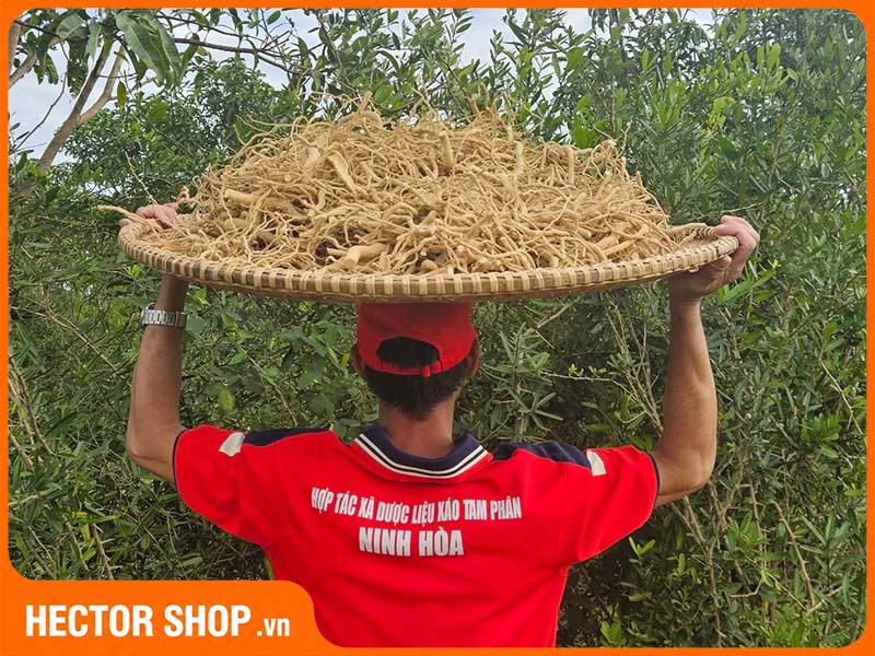 Rễ xáo tam phân tại Hợp tác xã XATAPHA