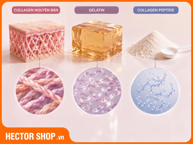 ự khác nhau giữ Collagen peptide, Collagen thường và Gelatin