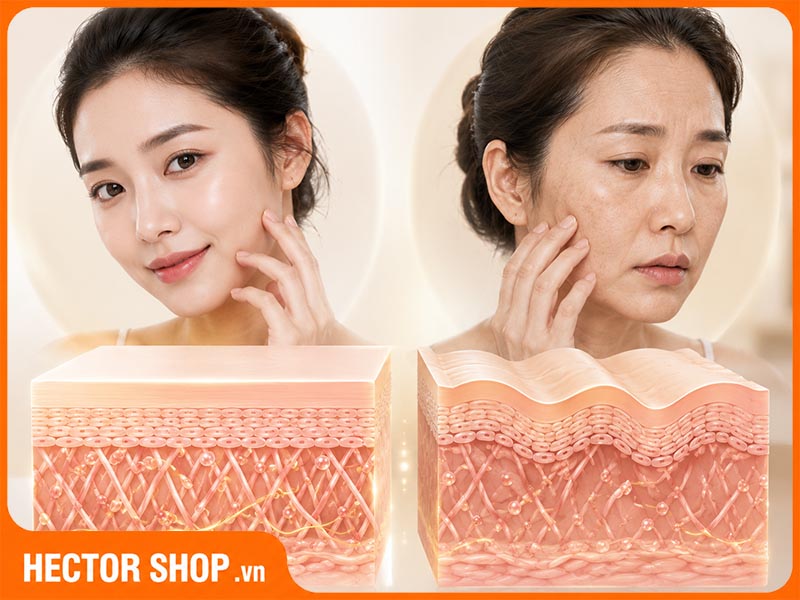Sự thiếu hụt collagen và elastin dẫn đến thay đổi cấu trúc làn da