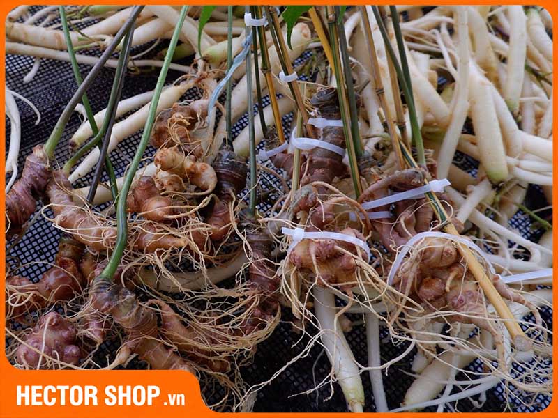 Đẳng sâm và nhân sâm mang lại những lợi ích không hoàn toàn giống nhau