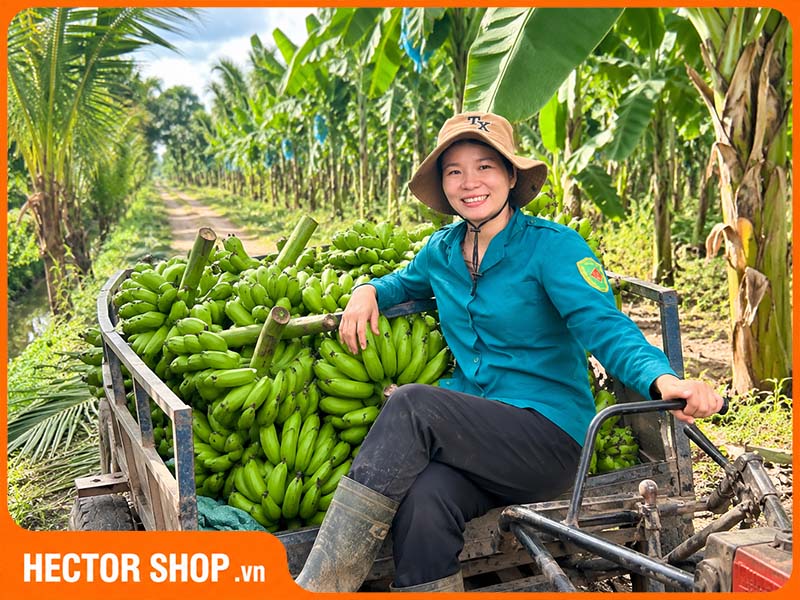 Bột chuối xanh có giá thành rẻ hơn nhờ nguồn nguyên liệu sẵn có