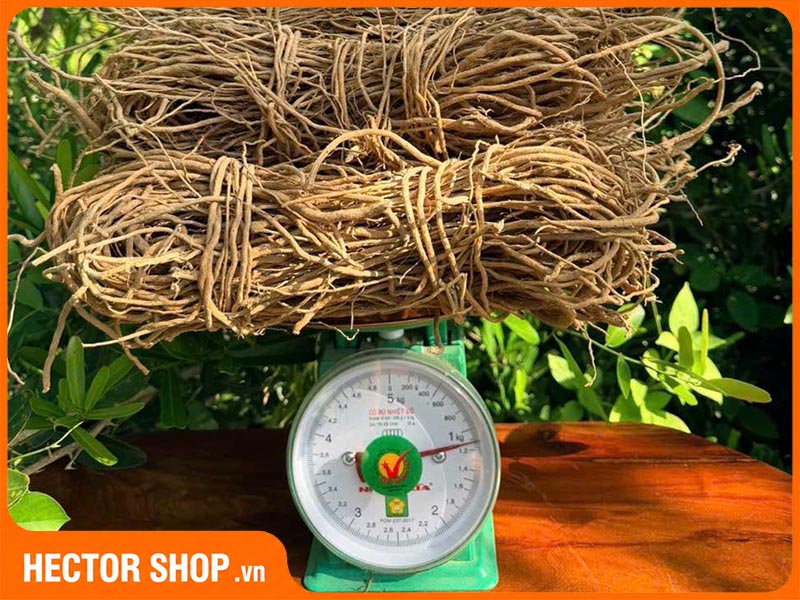 Cách Nhận Biết Rễ Xáo Tam Phân Thật