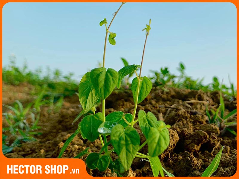 Cận cảnh lá đẳng sâm