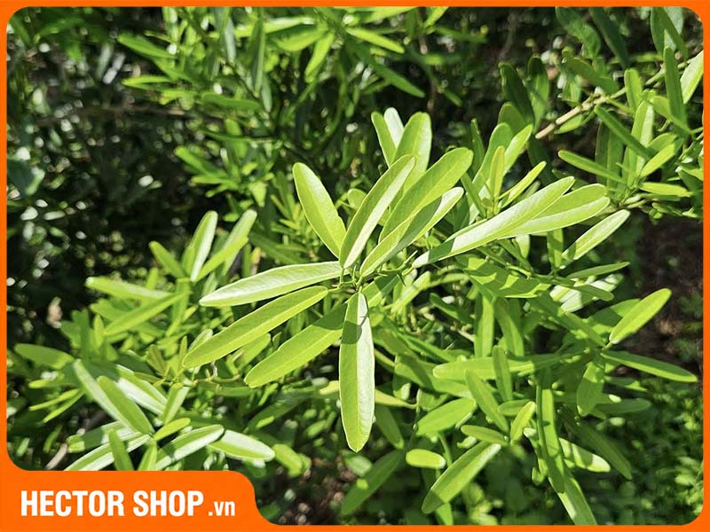 Chưa đủ bằng chứng cho thấy xáo tam phân hoàn toàn an toàn với cơ thể người