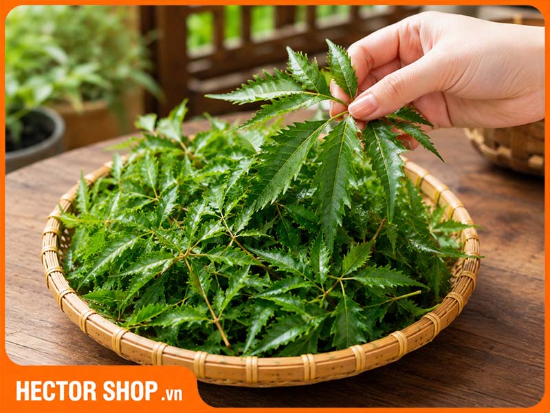 Chuẩn bị lá đinh lăng tươi, rửa sạch