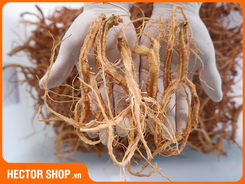 Củ đăng sâm khô - Một trong những thành phần chính có trong Hector Sâm