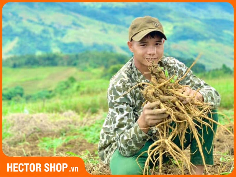 Củ đẳng sâm sau khi thu hoạch