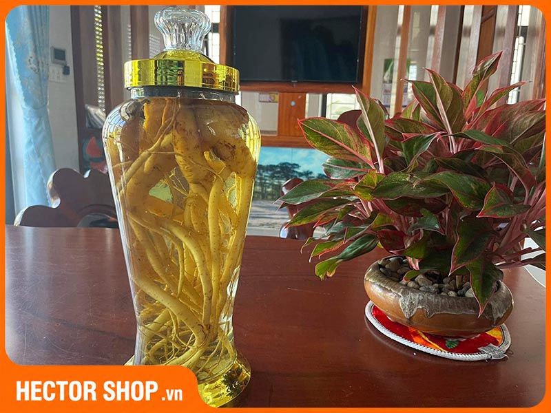 Đẳng sâm ngâm rượu