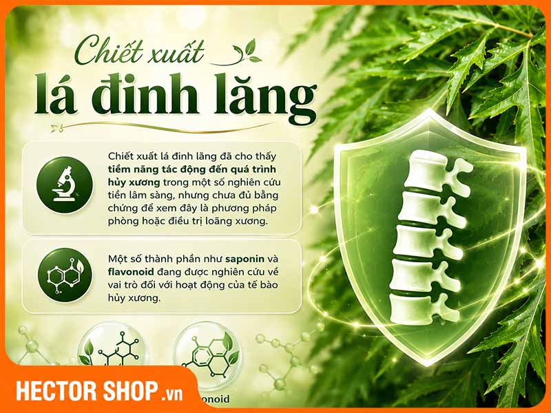 Lá đinh lăng hỗ trợ bảo vệ xương