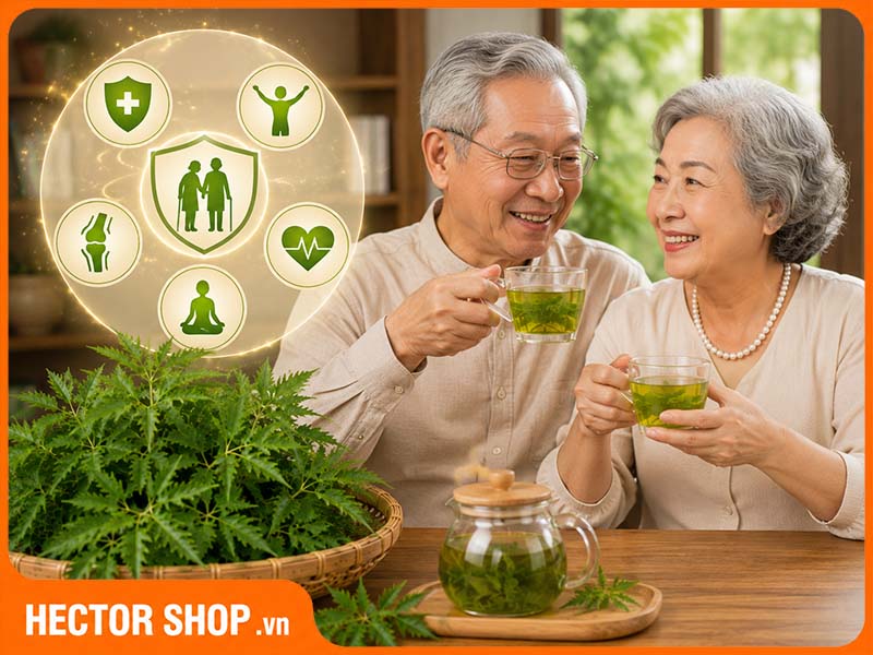 Đinh lăng hỗ trợ chăm sóc sức khoẻ người cao tuổi