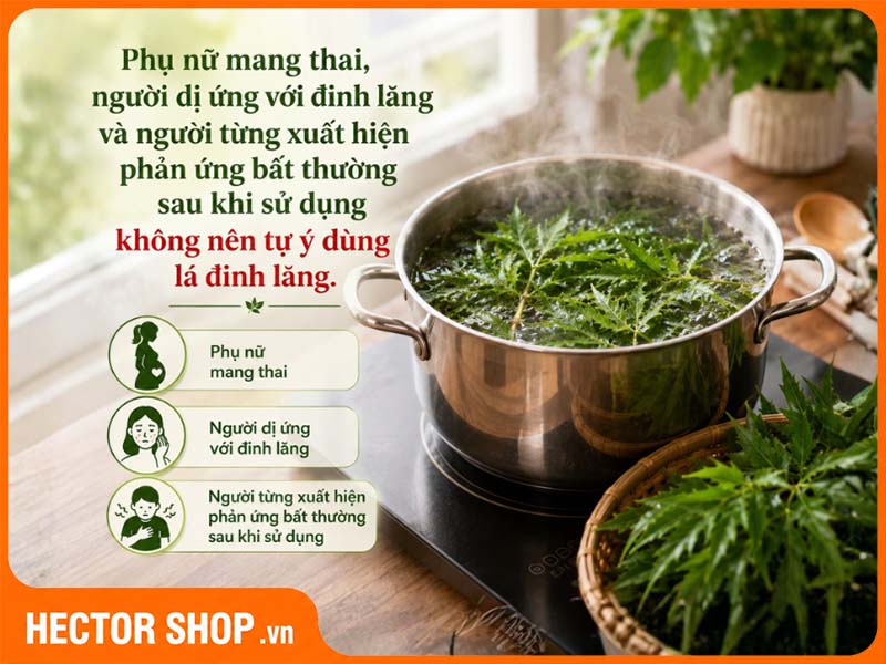 Đối tượng không nên dùng lá đinh lăng