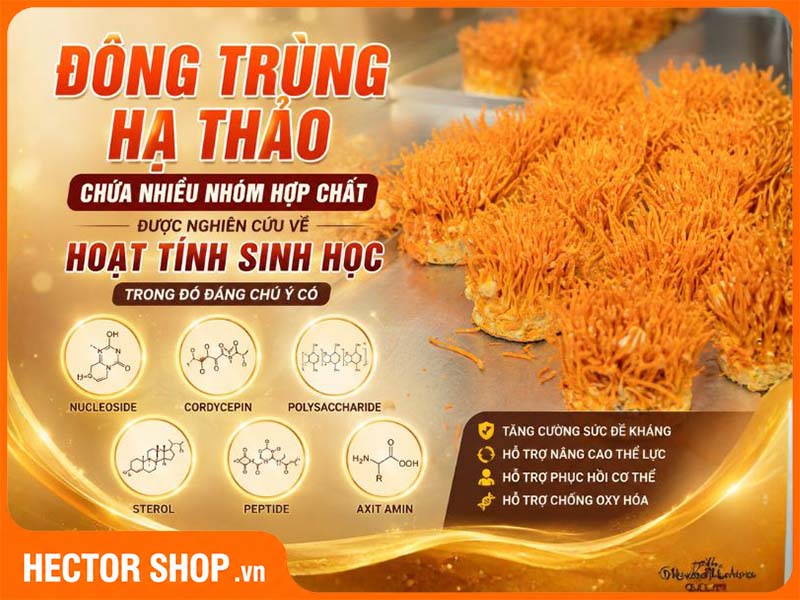 Đông trùng hạ thảo chứa nhiều hợp chất tốt cho sức khoẻ