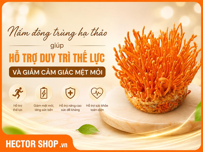 Đông trùng hạ thảo được nghiên cứu về khả năng hỗ trợ thể lực và sức bền