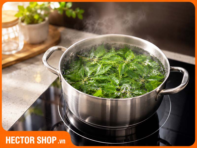 Đun nước lá đinh lăng vừa đủ sôi nhẹ khoảng 10 phút