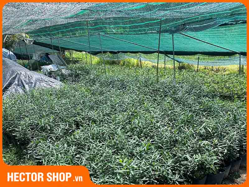 Dược TPC đã triển khai nhân giống thành công ở nhiều vùng trồng