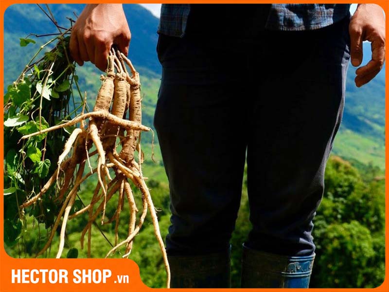 Hình ảnh toàn thân cây đẳng sâm