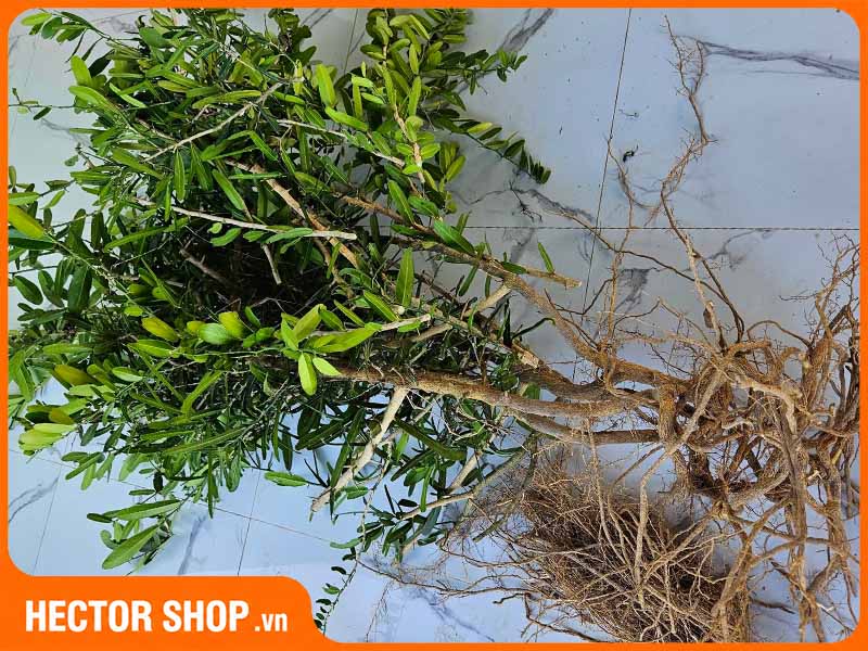 Nhận biết hình dạng cây xáo tam phân