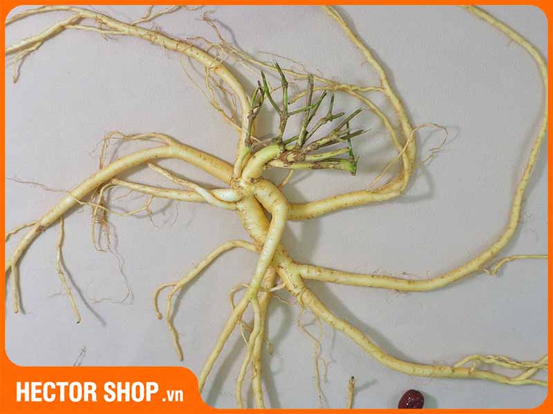 Hình dáng củ đẳng sâm