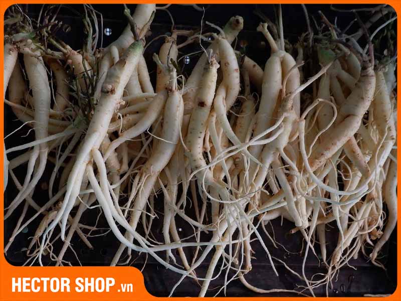 Hồng đẳng sâm ở Việt Nam chính là Đẳng sâm