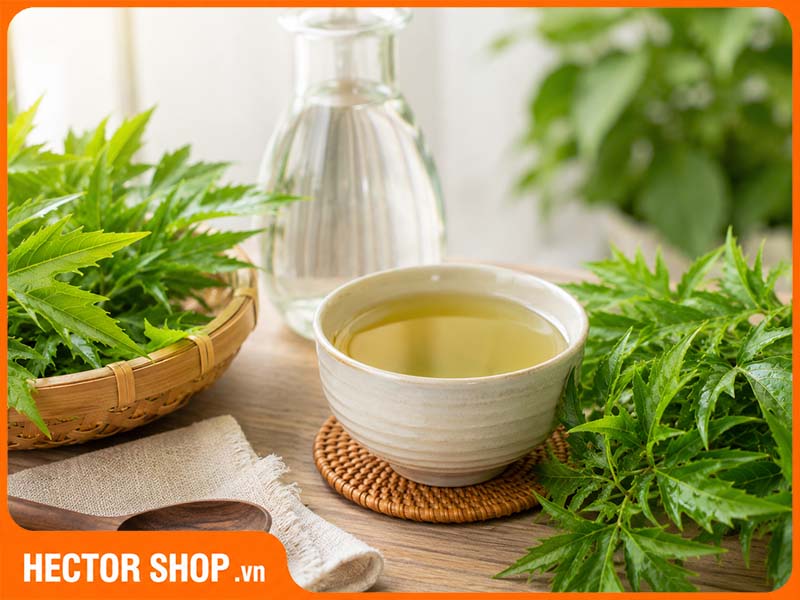 Không nên dùng nước lá đinh lăng thay thế nước lọc