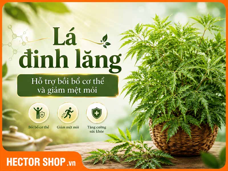 Lá đinh lăng được sử dụng với mục đích hỗ trợ bồi bổ cơ thể