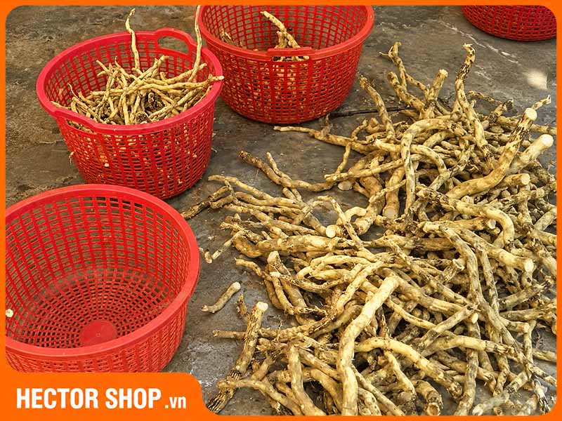 Một loại rễ cây không rõ nguồn gốc được rao bán là rễ xáo tam phân