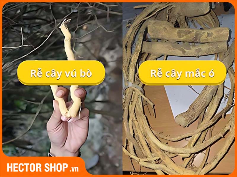 Một số loại cây dễ bị nhầm với xáo tam phân