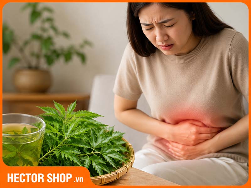 Một số người có thể bị rối loạn tiêu hoá khi dùng đinh lăng
