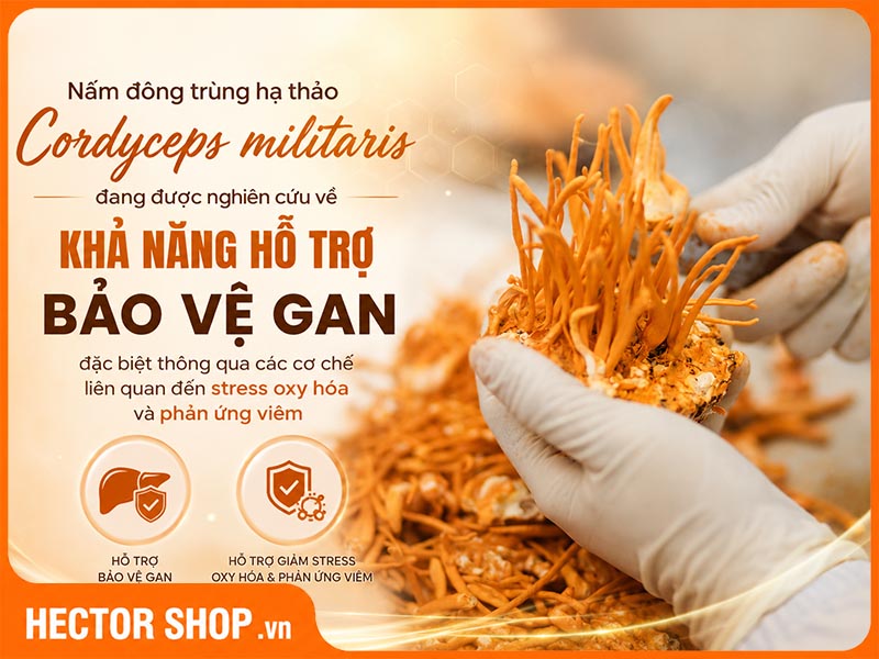 Cordyceps militaris đang được nghiên cứu về khả năng hỗ trợ chức năng gan
