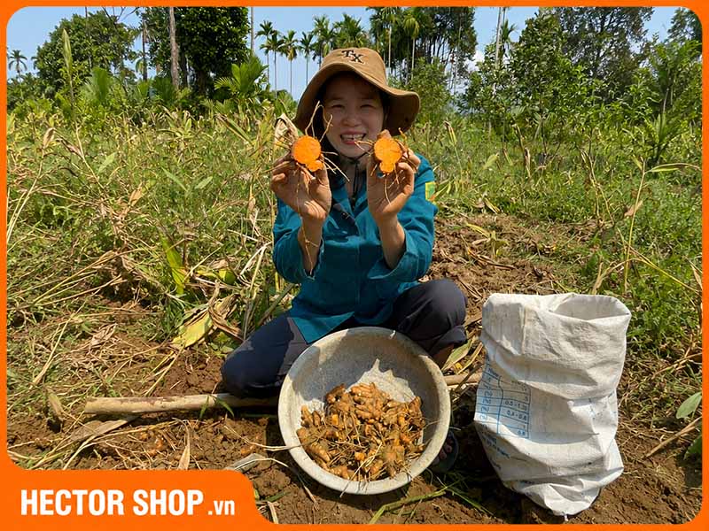 Nghệ được Hợp tác xã QNA Farm trồng tại vùng núi Quảng Nam