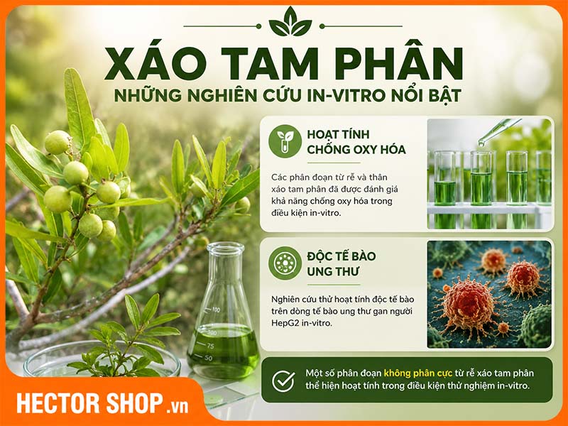 Nghiên cứu xáo tam phân về khả năng hỗ trợ ung thư