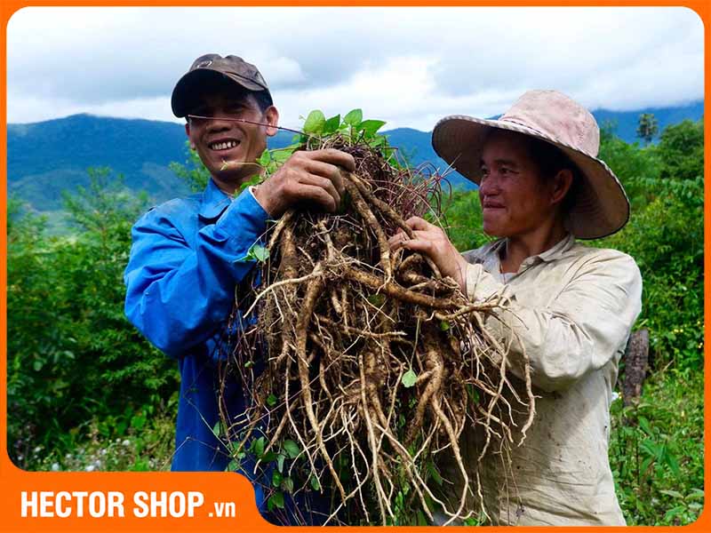 Người dân thu hoạch sâm dây Ngọc Linh