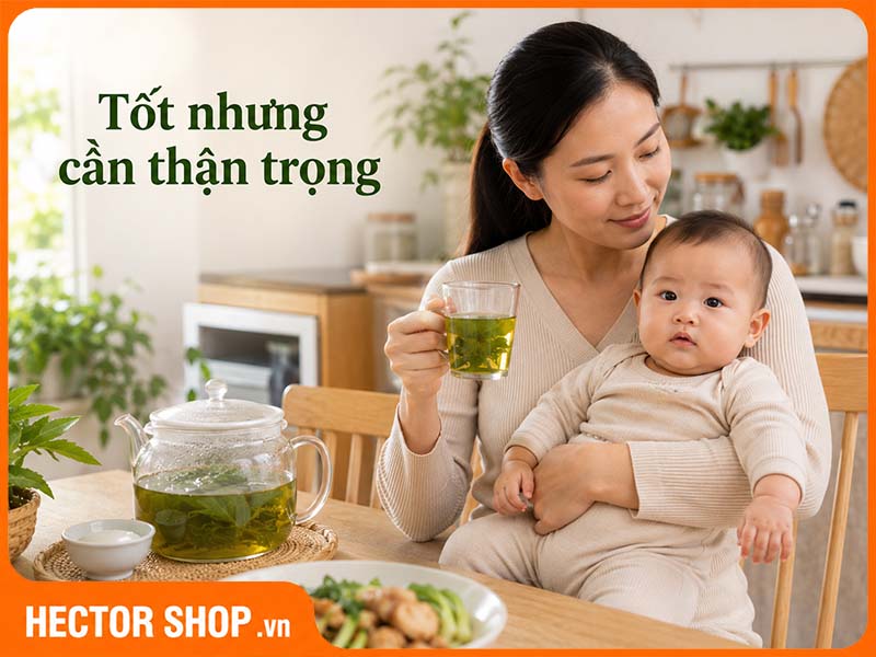 Nước lá đinh lăng tốt cho phụ nữ đang cho con bú nhưng không nên lạm dụng