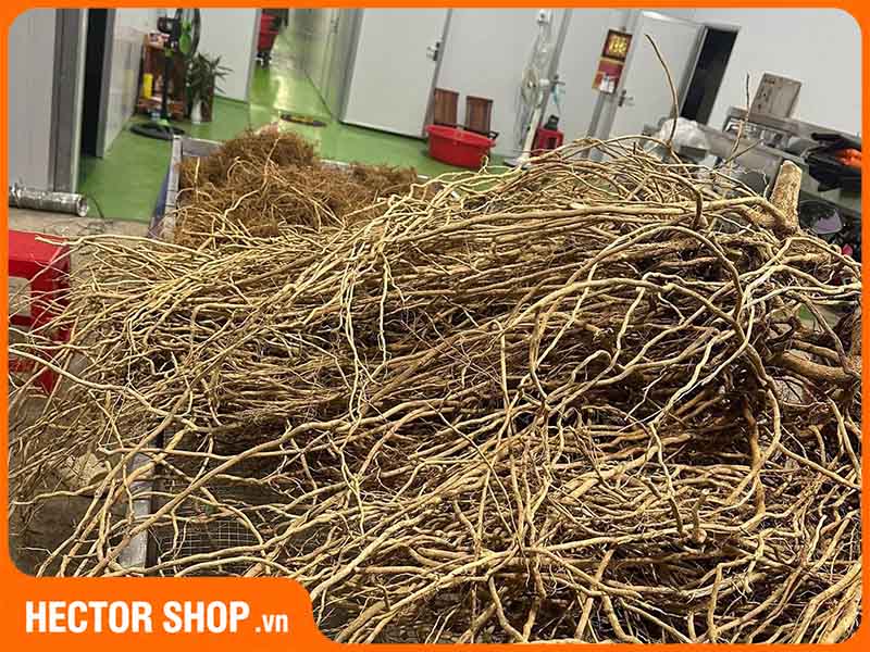 Rễ xáo tam phân có giá cao hơn đáng kể so với thân lá