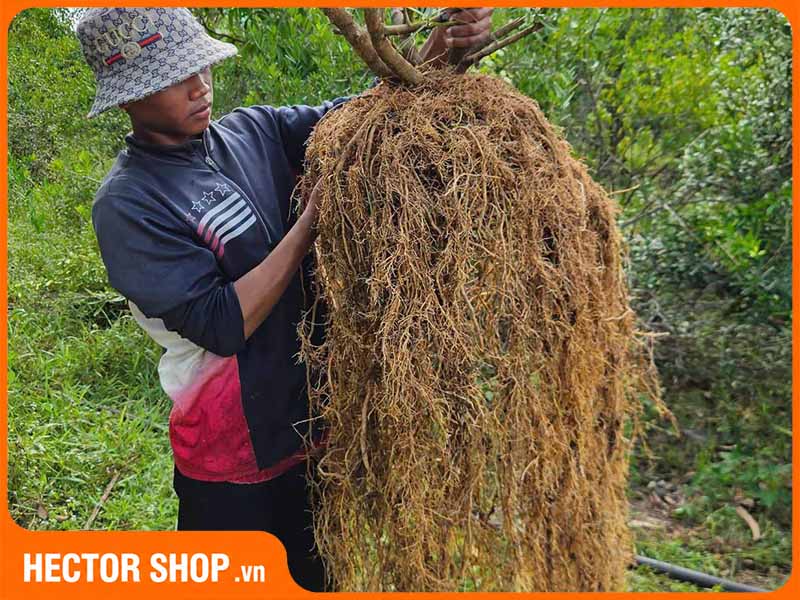 Rễ xáo tam phân khi vừa đào lên