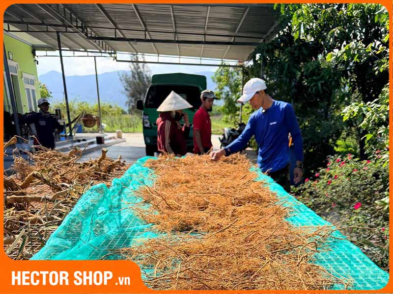 Rễ xáo tam phân phơi khô truyền thống
