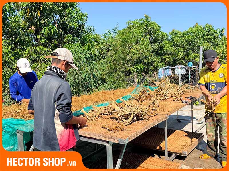 Rễ cây xáo tam phân khi sơ chế