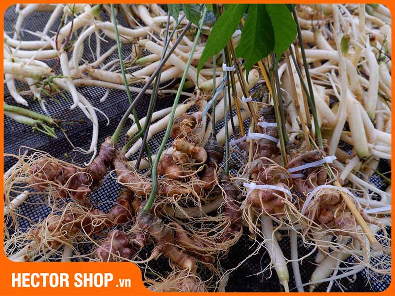 Sâm Ngọc Linh và sâm dây Ngọc Linh