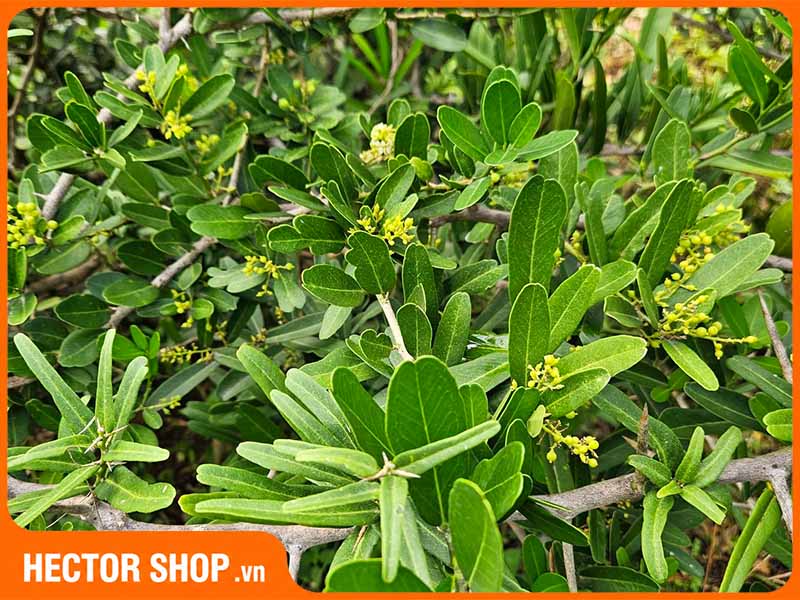 Thân cây xáo tam phân có nhiều gai