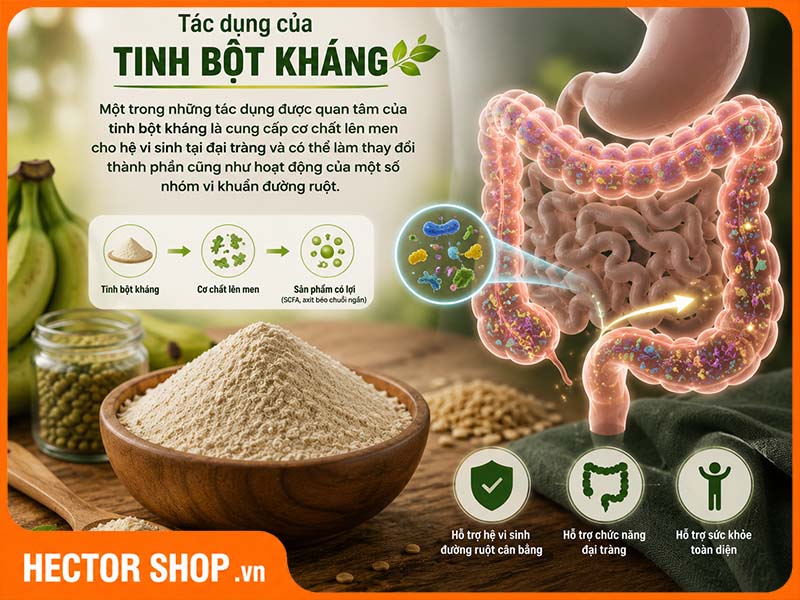 Tinh bột kháng hỗ trợ bảo vệ sức khoẻ đường ruột