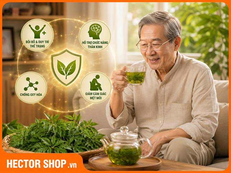 Uống nước lá đinh lăng giúp duy trì thể trạng ở người cao tuổi