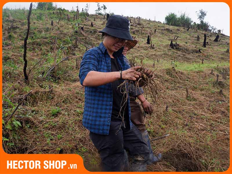 Vùng trồng đẳng sâm tại Kon Tum