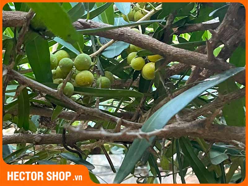 Xáo tam phân được nghiên cứu nhiều hơn trong những năm gần đây