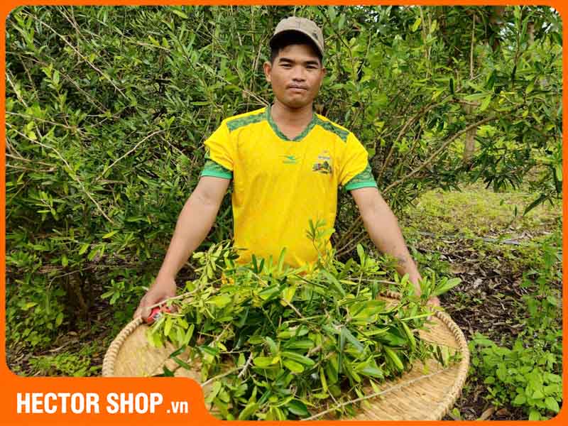 XATAPHA chủ động nguồn nguyên liệu tại chỗ